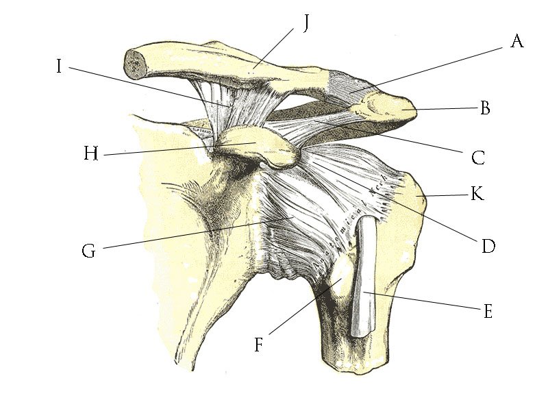 AC Joint Stabilisation
