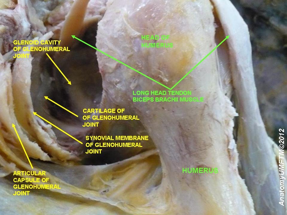 Biceps Tenodesis