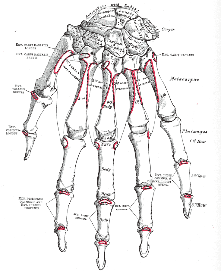 Bones of the right hand seen from the palm side.