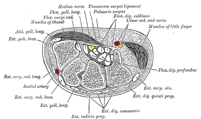 Cross-section through the right wrist at the carpal tunnel.
