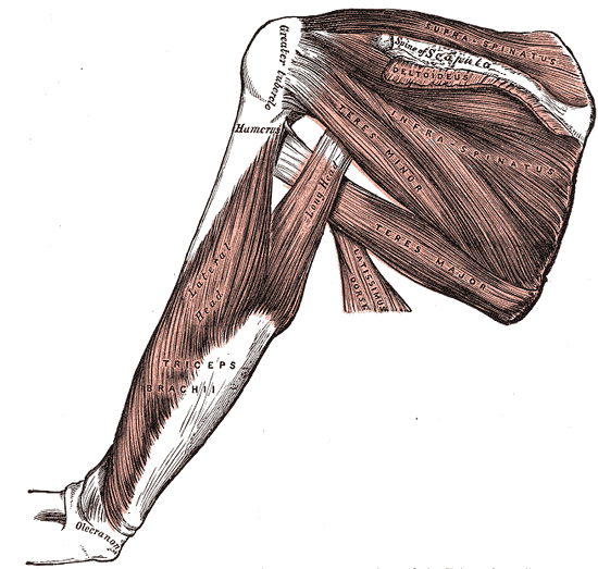 Posterior view of the shoulder blade showing the rotator cuff muscles.