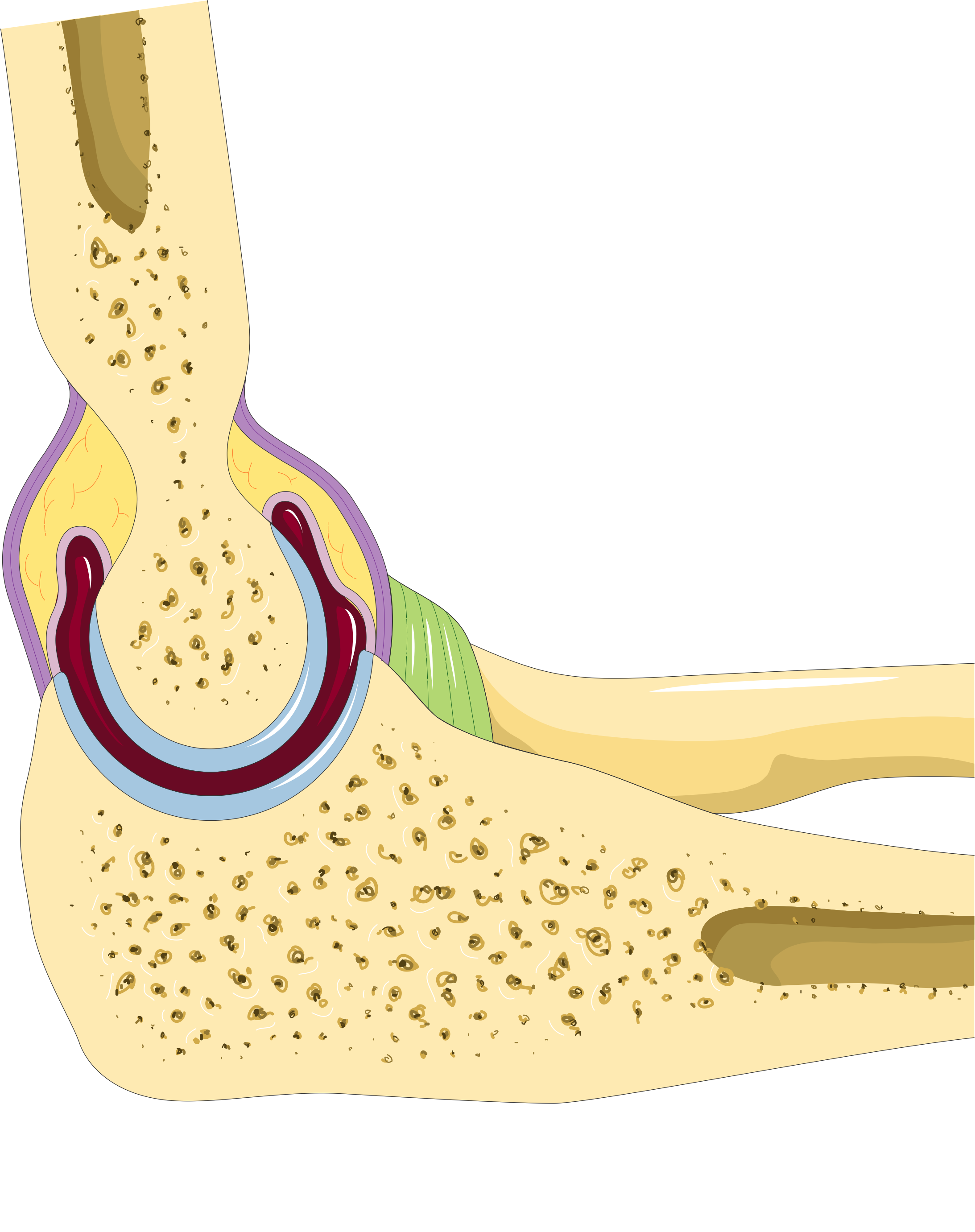 How your elbow works