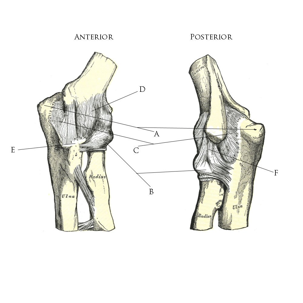 Anatomy diagram of elbow ligaments