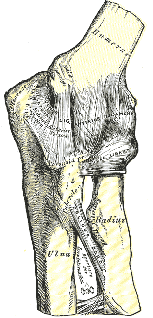 Left elbow joint, anterior view, showing the internal ligaments.