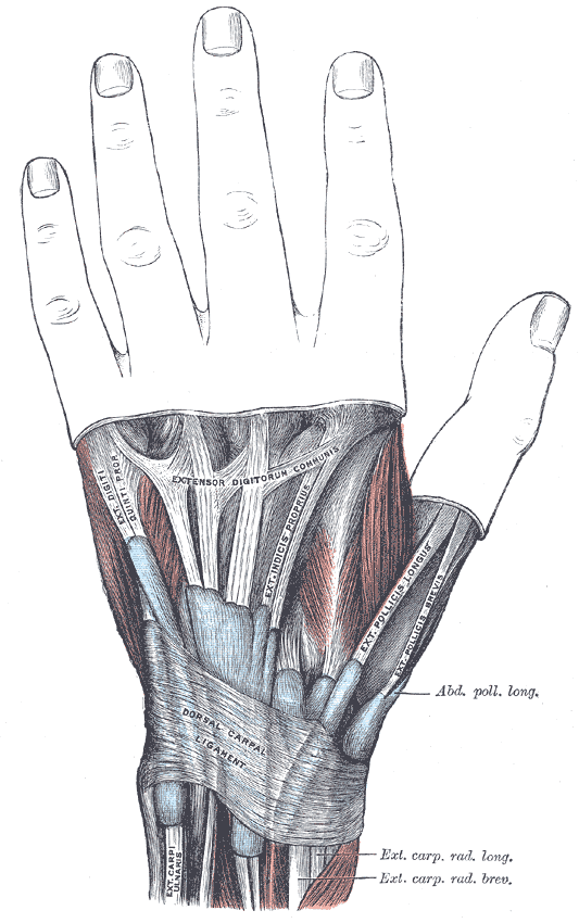 Dorsal view of the wrist with the extensor tendons and their compartments labelled.