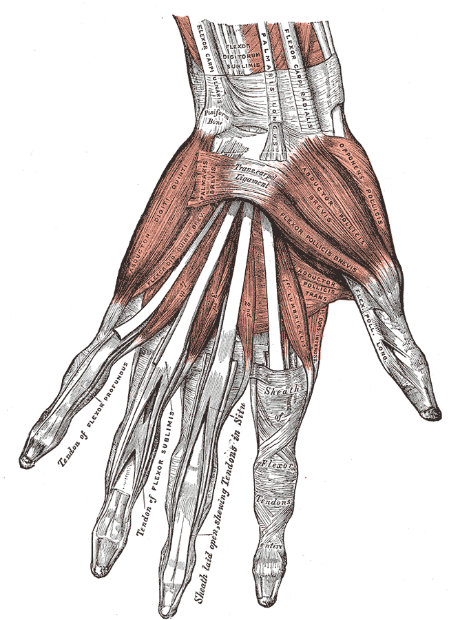 Anatomical illustration of the flexor tendon sheaths and synovial linings in the palm.