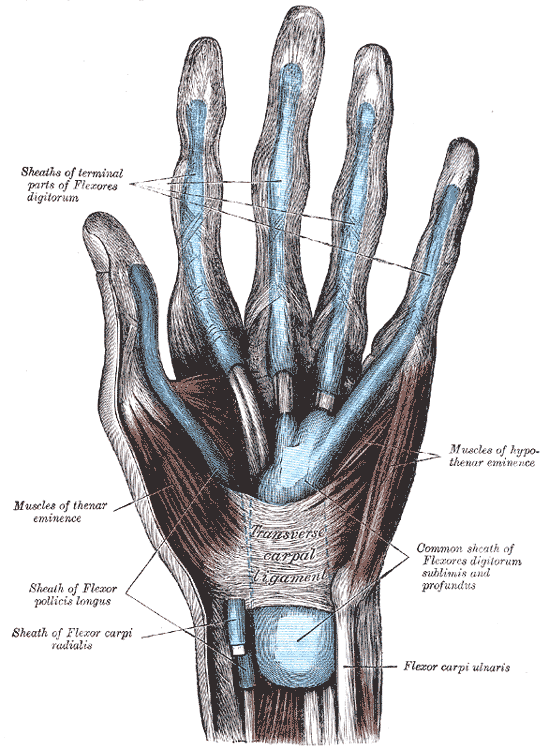 Palm view of the hand with each flexor tendon synovial sheath shown in blue.