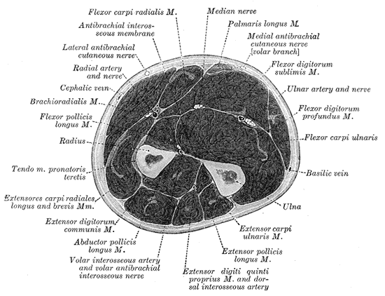Flexor tendons of the hand and forearm.