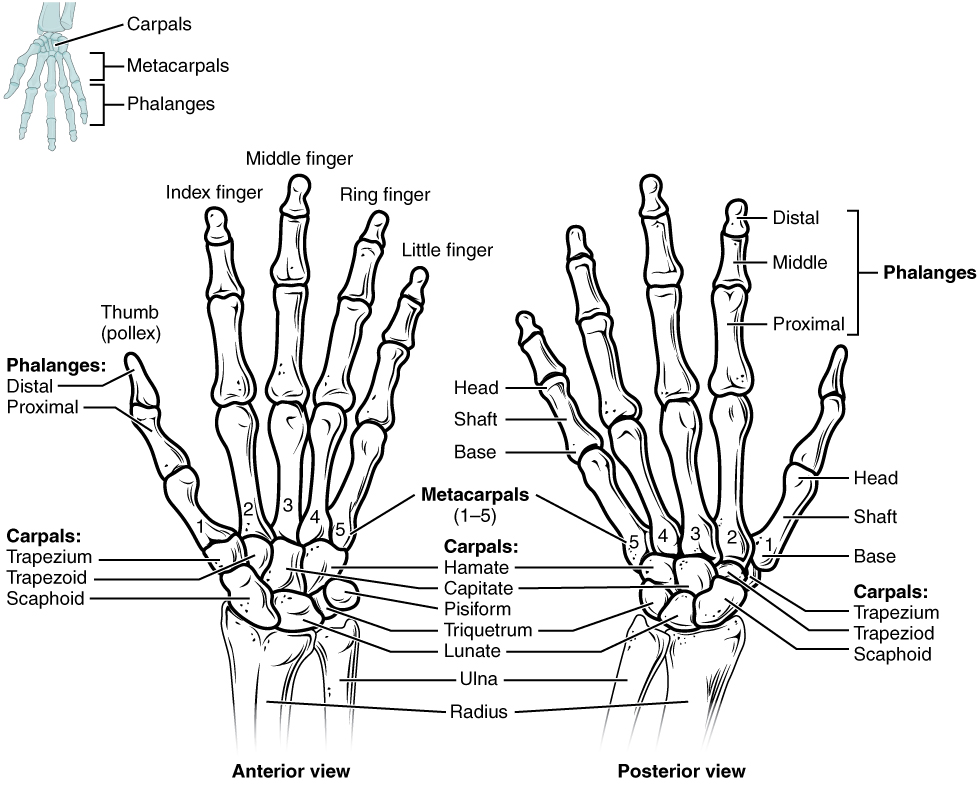 Anatomy of the hand showing the finger joints.