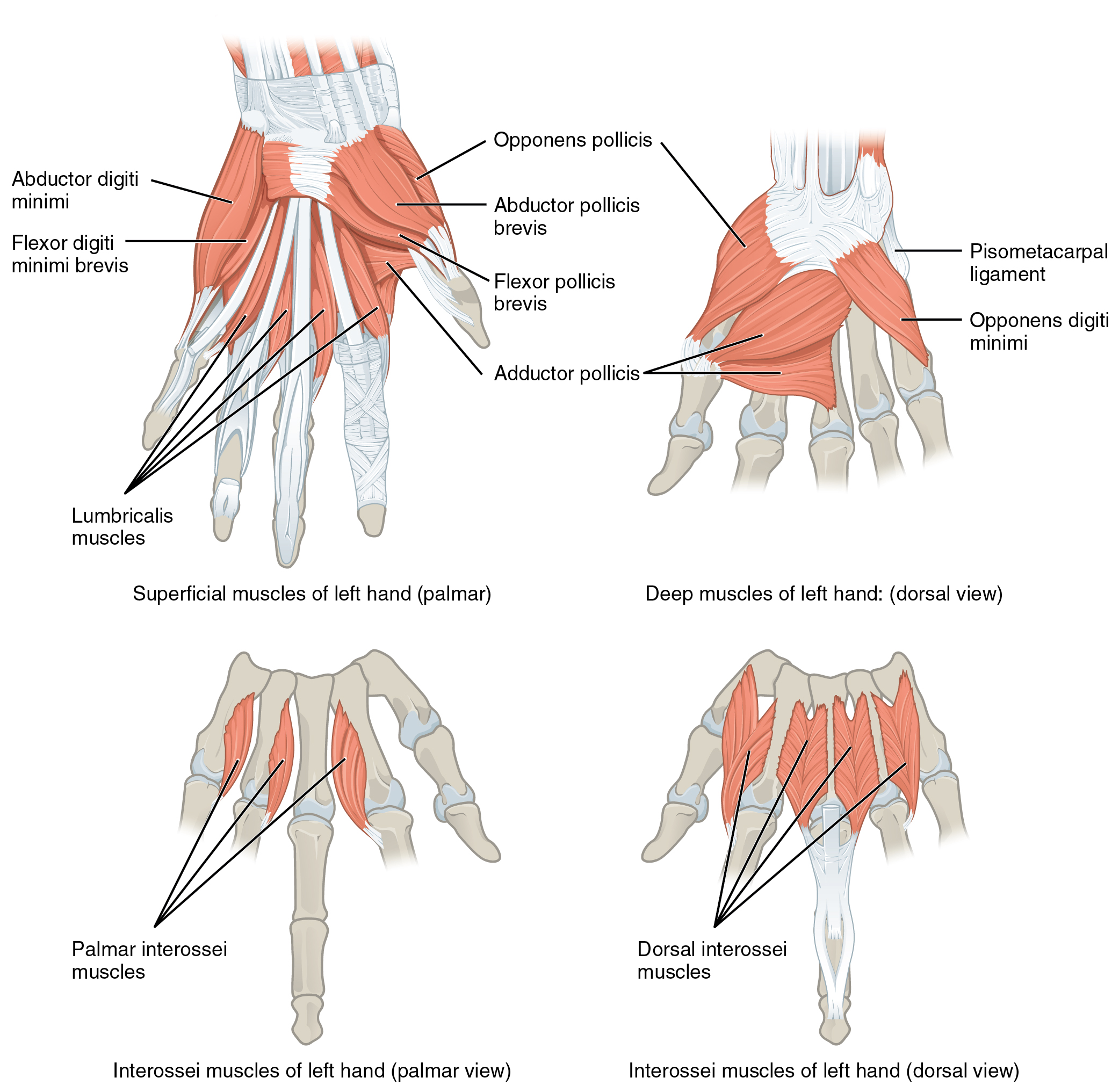 How your hand works