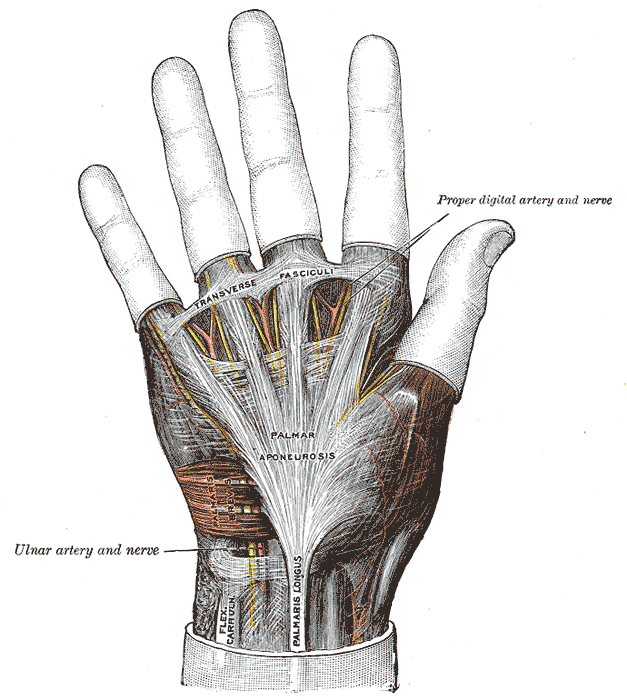 Palmar aponeurosis — the fibrous sheet under the skin of the palm.