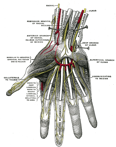 Compression Neuropathies