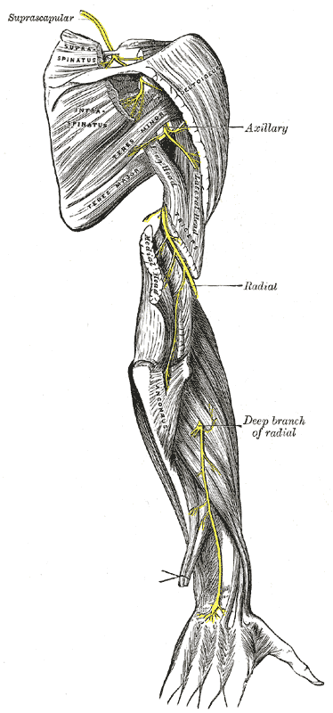 Anatomical illustration of the radial nerve coursing around the elbow into the forearm.