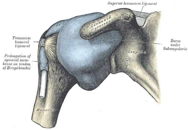 Anatomical drawing of the distended shoulder joint capsule.