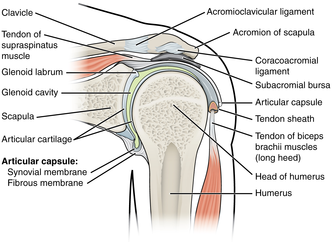 Anatomy of the shoulder joint with surrounding muscles.