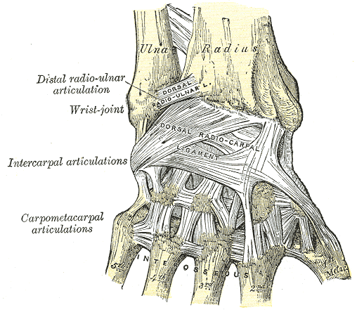 How your wrist works