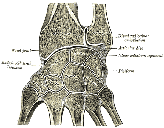 Vertical section through the wrist showing the radiocarpal joint and synovial cavities.